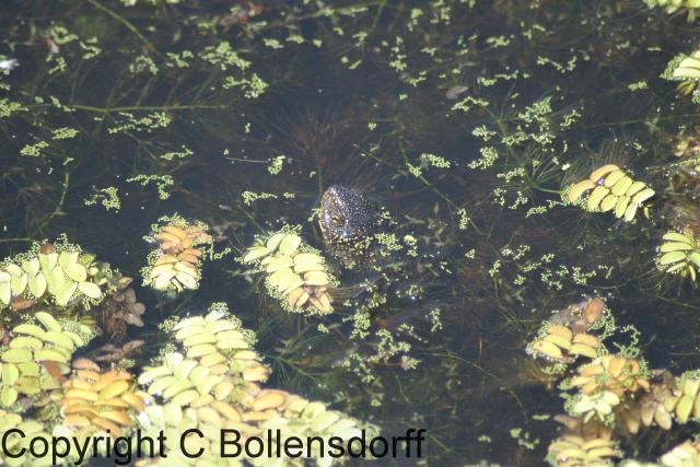 206_0691Bulgaria2004-042