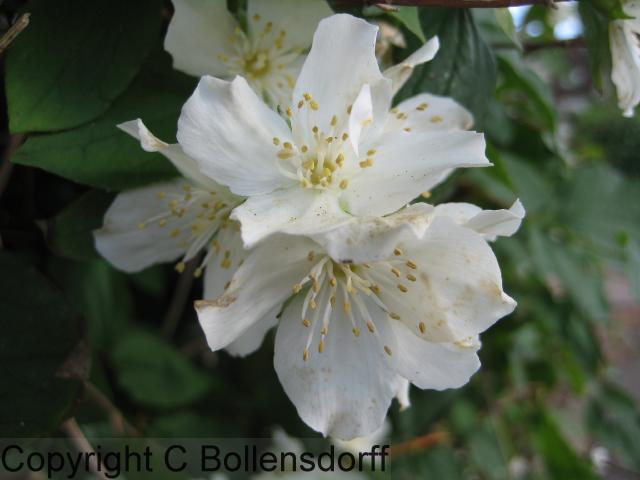 126_0253flowers08-058