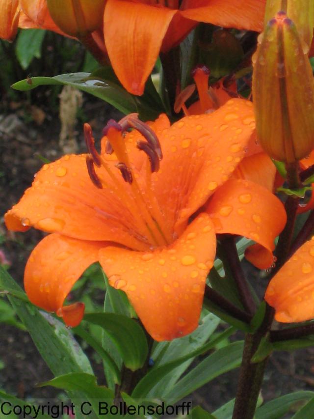 IMG_0277flowers08-061