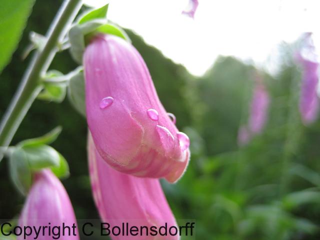 IMG_0292flowers08-063