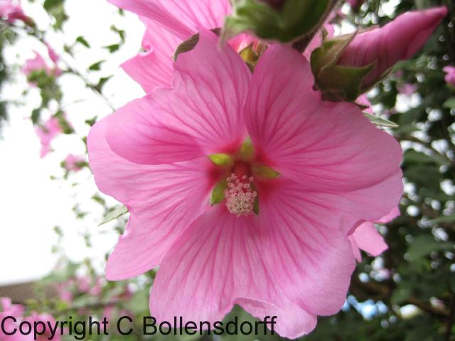 IMG_0303flowers08-064