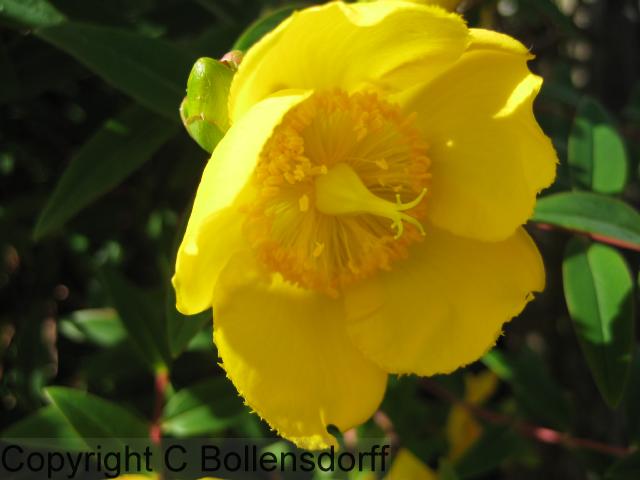 IMG_0308flowers08-066