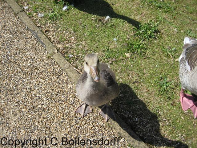 126_0611OxfordJulyAugust2008060