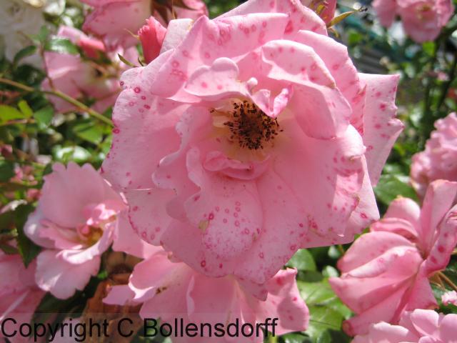 126_0641OxfordJulyAugust2008077