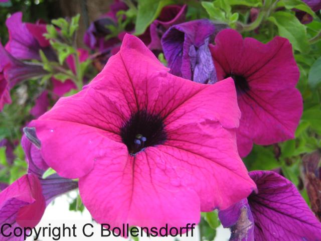 126_0660OxfordJulyAugust2008080