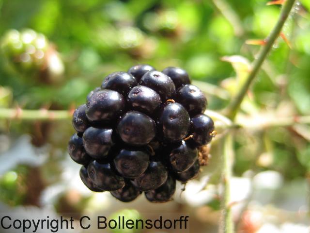 126_0673OxfordJulyAugust2008092