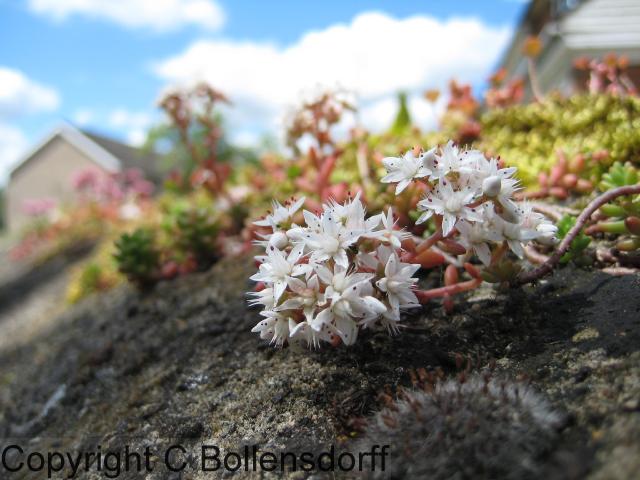 126_0680OxfordJulyAugust2008096