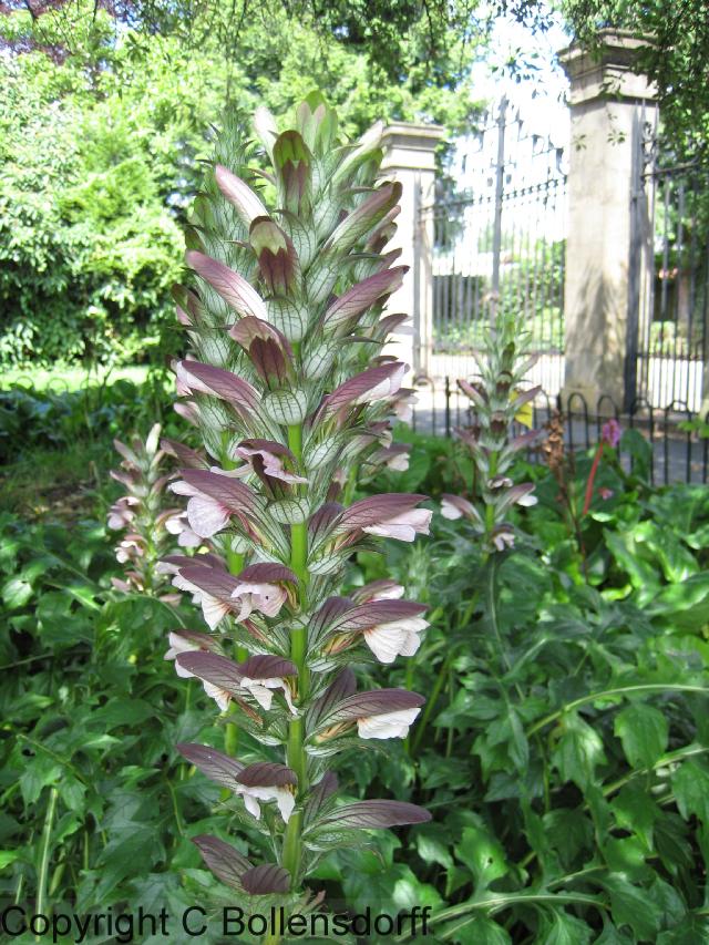 126_0701OxfordJulyAugust2008105