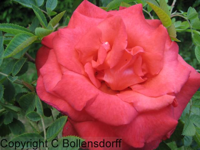 126_0706OxfordJulyAugust2008107