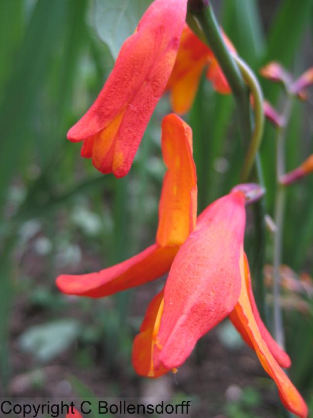 126_0720OxfordJulyAugust2008109