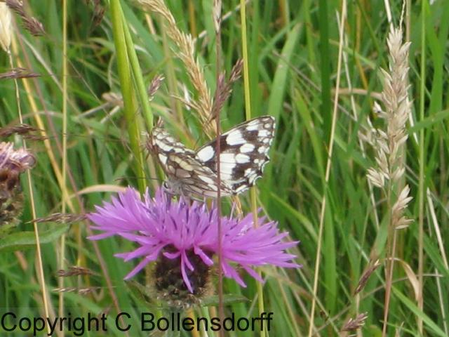 126_0725OxfordJulyAugust2008110