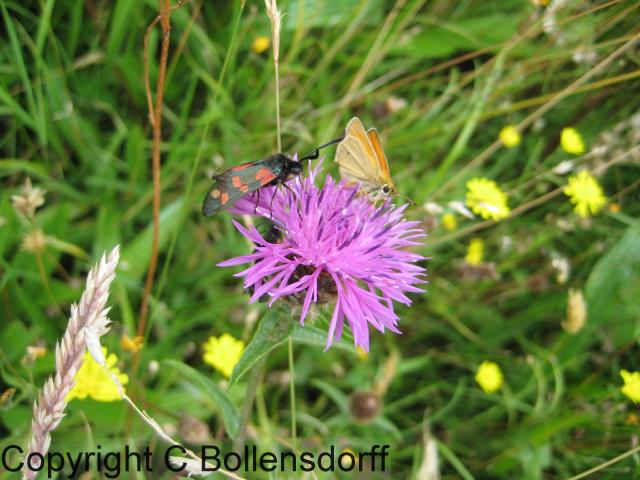 126_0738OxfordJulyAugust2008113