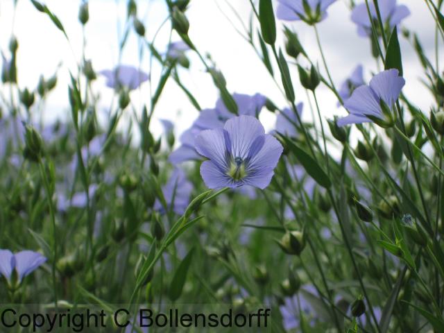 126_0749OxfordJulyAugust2008114