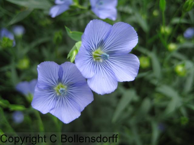 126_0751OxfordJulyAugust2008115