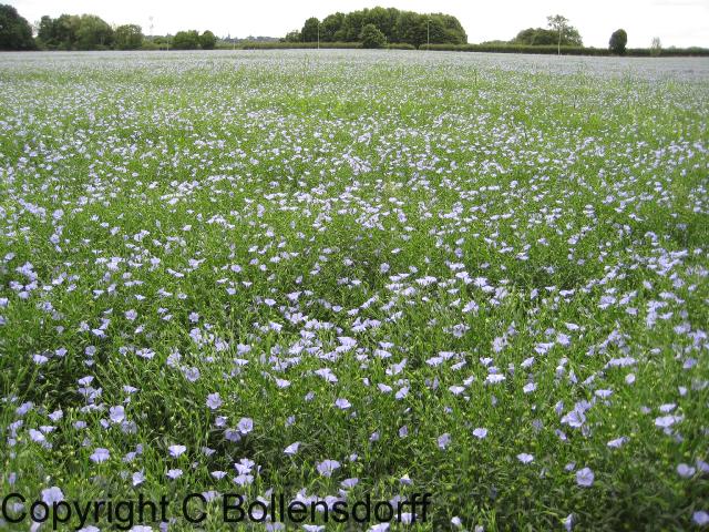 126_0755OxfordJulyAugust2008116