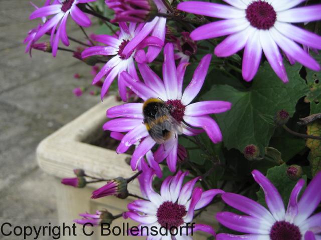 126_0777OxfordJulyAugust2008127