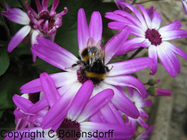 126_0781OxfordJulyAugust2008128