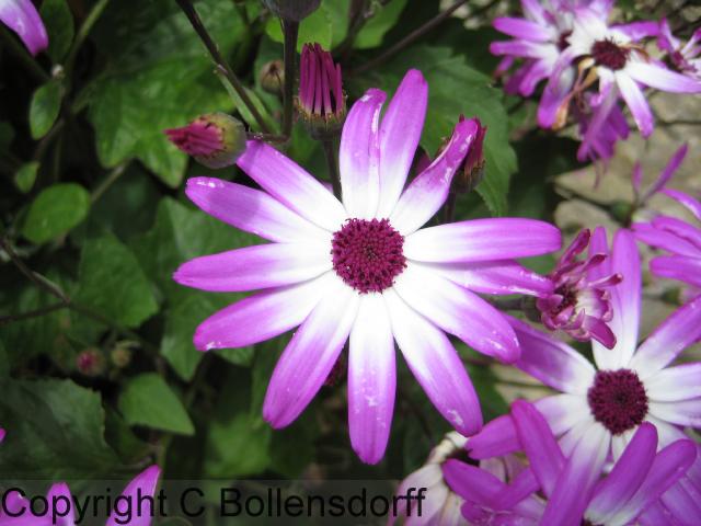 126_0783OxfordJulyAugust2008129