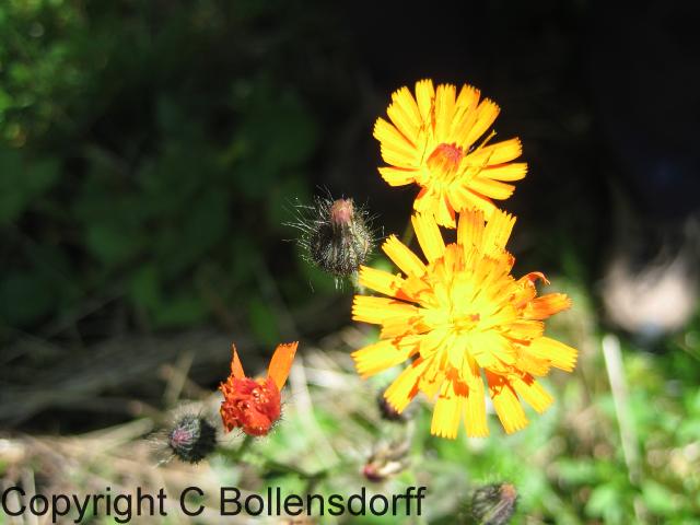 126_0793OxfordJulyAugust2008133