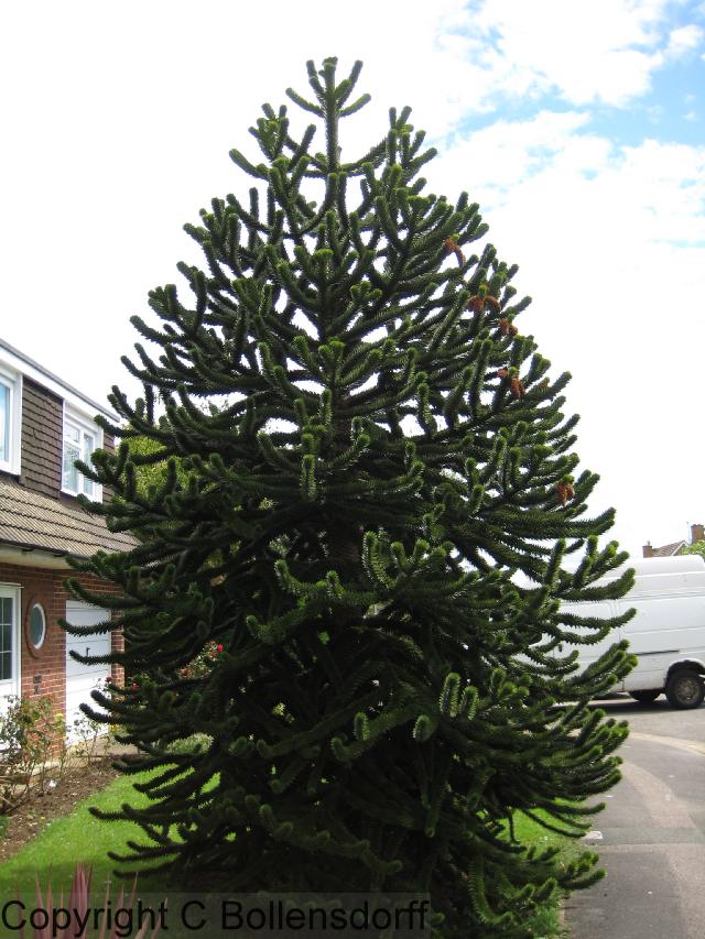 126_0797OxfordJulyAugust2008135