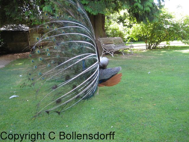 126_1233Oxfordshire089