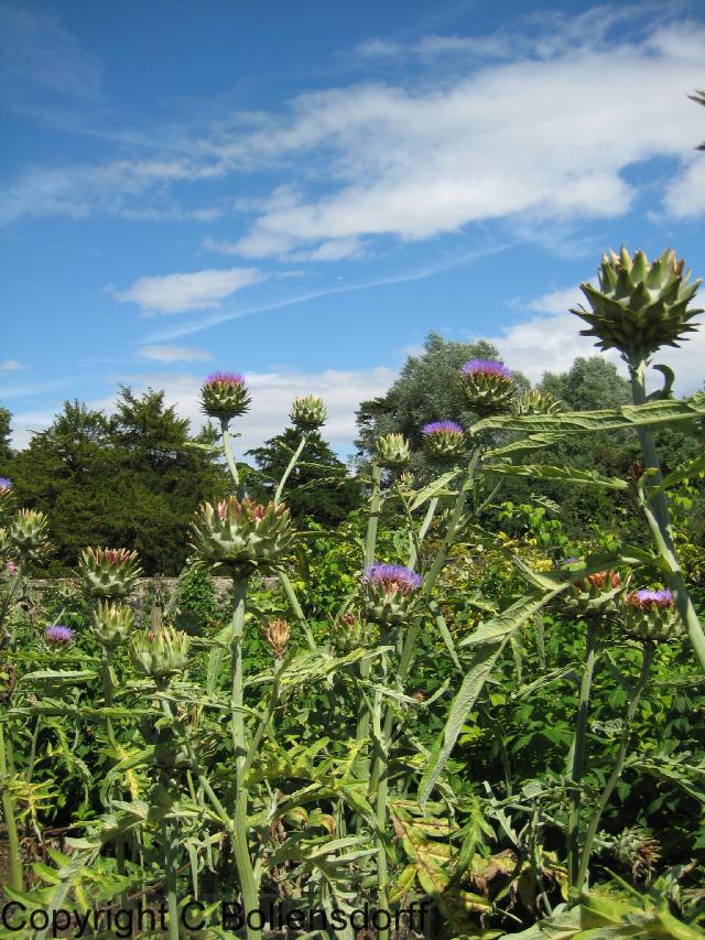 126_1261Oxfordshire095