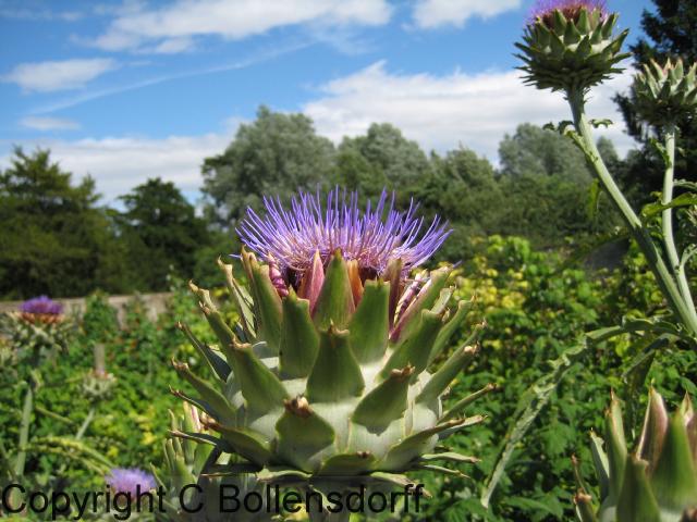 126_1262Oxfordshire096