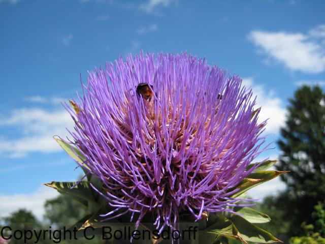 126_1267Oxfordshire097