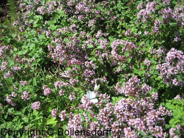 126_1272Oxfordshire100