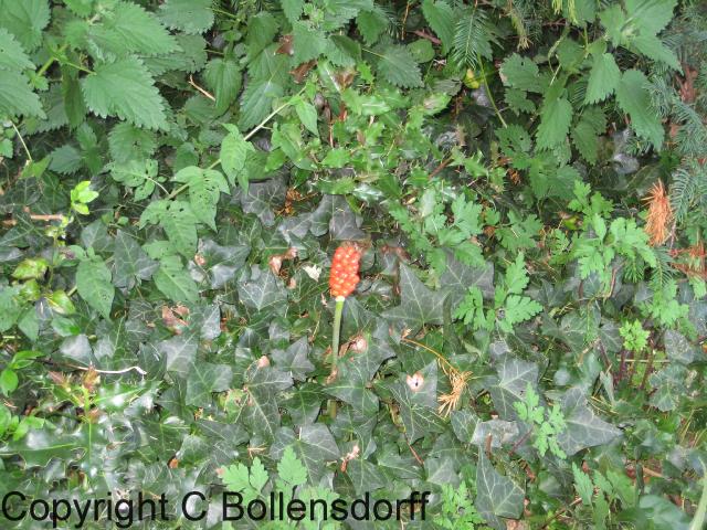 126_1318Oxfordshire117