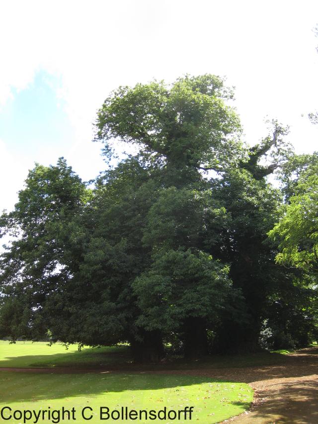 126_1336Oxfordshire120