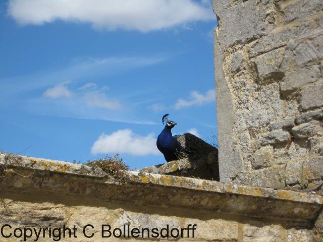 126_1339Oxfordshire121